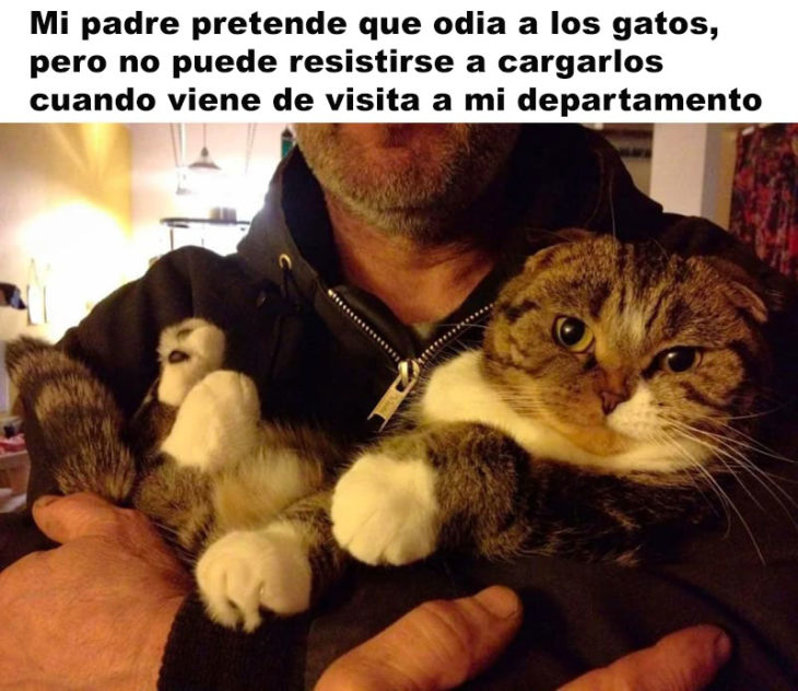 PAPÁS QUE AMAN A LOS GATOS