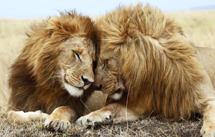 dos leones 