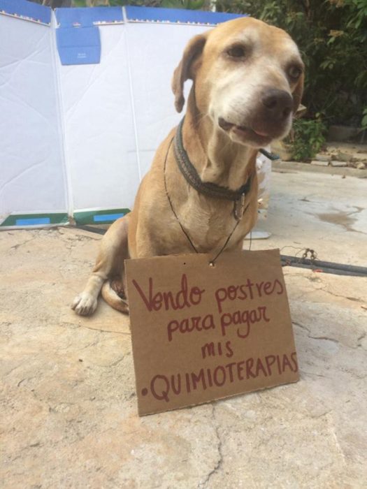 perrito cartel 