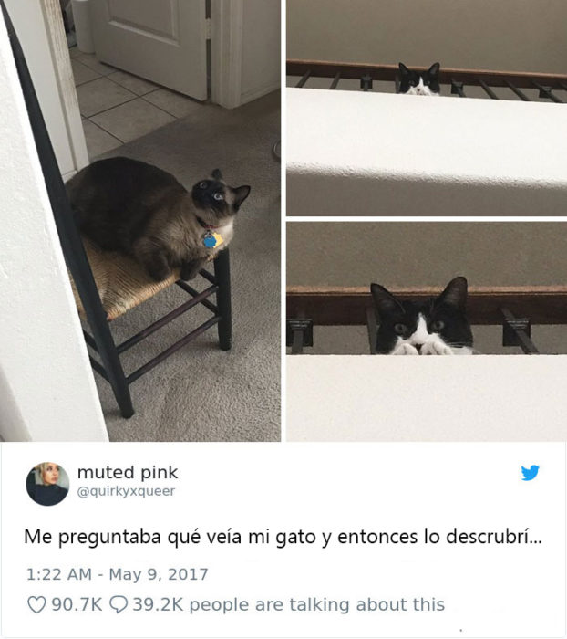 Tweets graciosos de gatos recreoviral