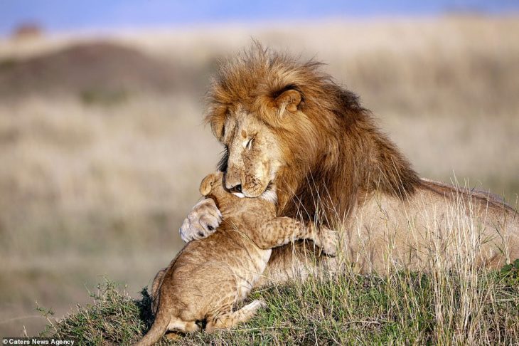 simba y mufasa de la vida real 