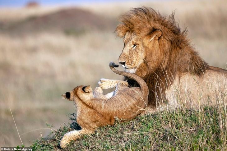 padre e hijo leones 