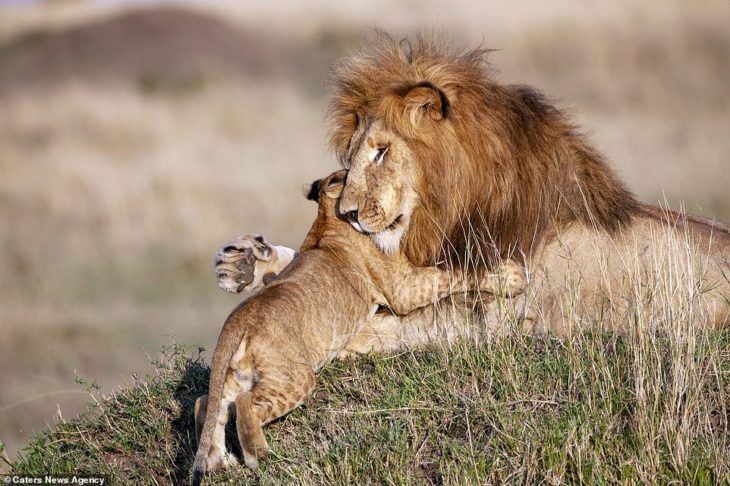 león abrazando a cachorro 