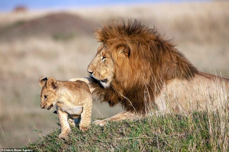 papá león y cachorro león jugando 