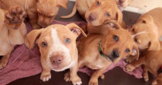 COVER Colombia prohíbe cortar colas y orejas a los perritos solo por estética