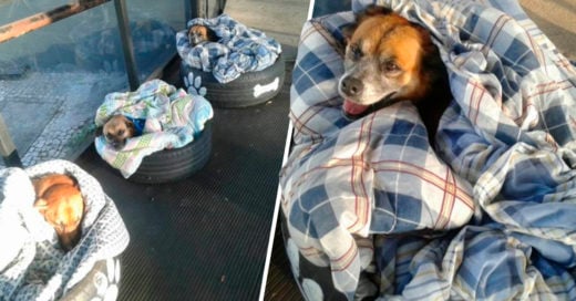 COVER Estación de autobuses les hizo camitas con llantas a los perritos de la calle