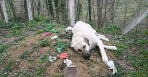 COVER Este perro tiene 5 años visitando diariamente la tumba de su dueño