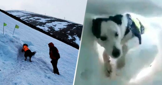 COVER Hombre bajo la nieve es rescatado por un perro y graba la evidencia