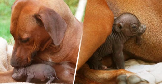 COVER Perra adopta a cerdito huérfano lo cuida y amamanta como a uno de sus cachorros