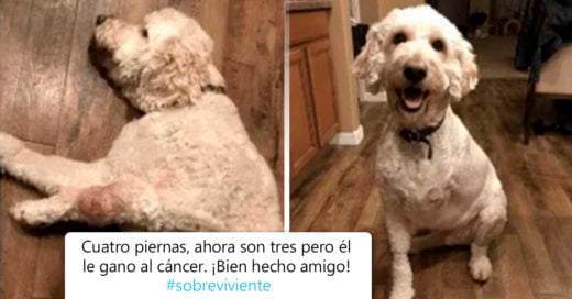 COVER Perritos que vencieron al cáncer