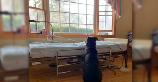 COVER Perro fue fotografiado esperando junto a la cama del hospital de su dueño, sin darse cuenta de que había fallecido