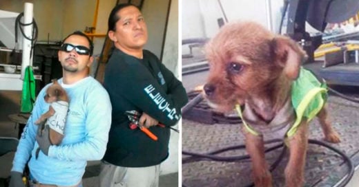 COVER Trabajadores adoptan a cachorro arrojado desde un auto en movimiento