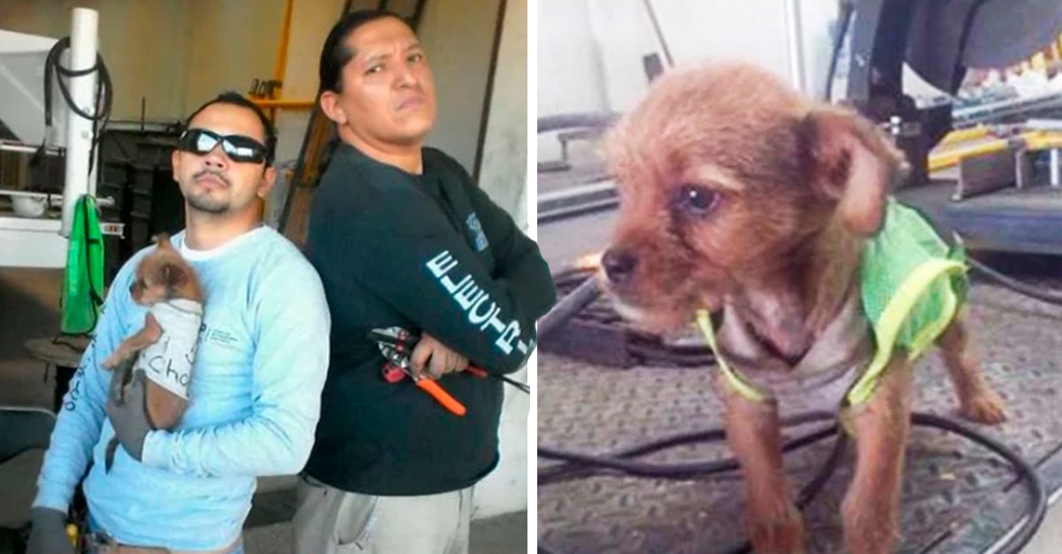 Abandonan a perro cerca de un taller y trabajadores lo adoptan