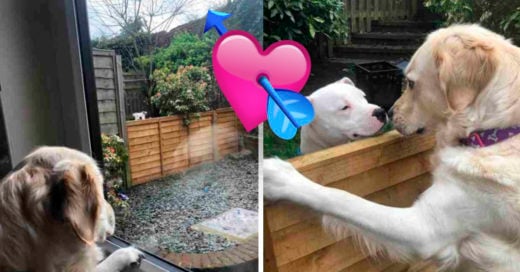 COVER la historia de amor entre perros vecinos que te robará el corazón