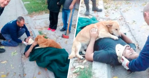 COVER perro argentino se niega a dejar solo a su dueño tras una caída estrepitosa