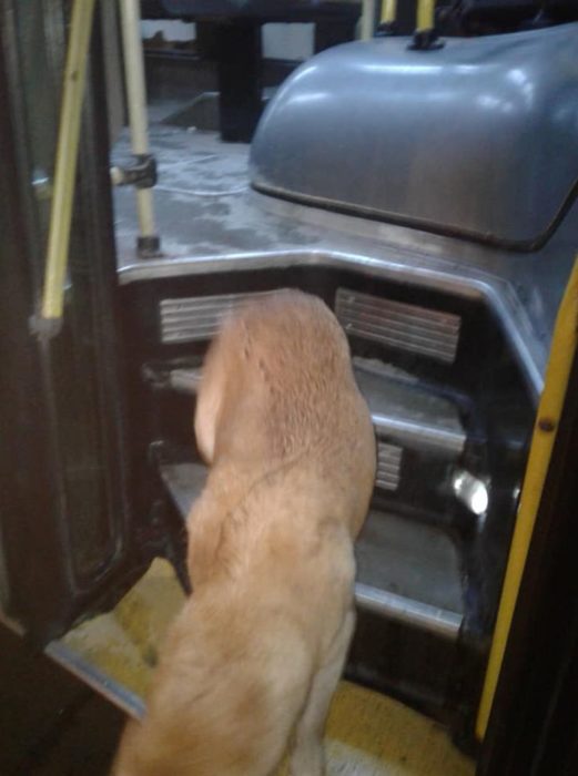 Conductor deja que perrito asutado se suba al autobus