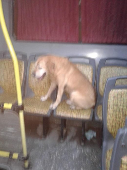 Conductor deja que perrito asutado se suba al autobus