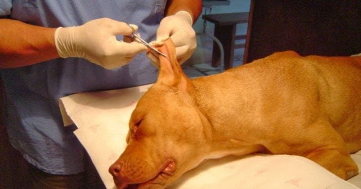 En colombia ya es delito cortar las orejas de los perros