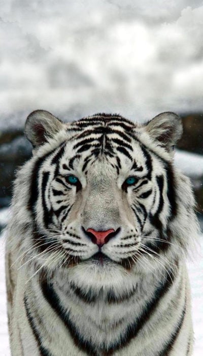 Tigre albino fondo de pantalla