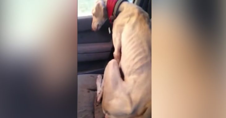 Perra galgo hambrienta y desnutrida recreoviral