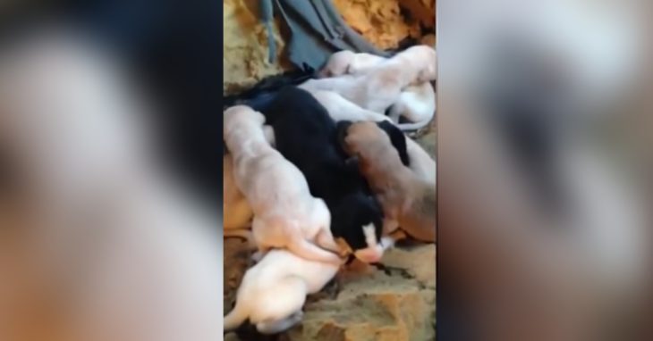 Perra galgo con sus cachorros recreoviral