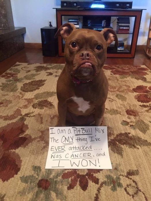 Perritos celebran que vencieron al cáncer