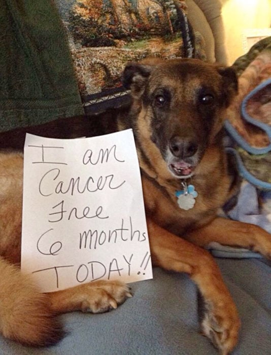 Perritos celebran que vencieron al cáncer