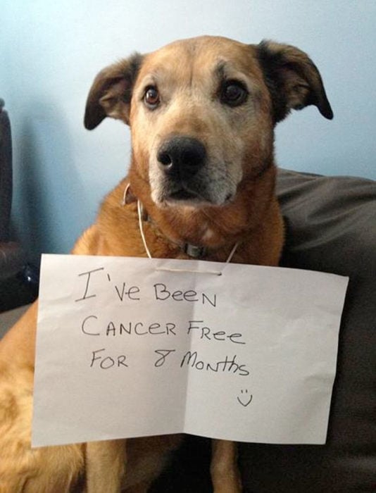 Perritos celebran que vencieron al cáncer