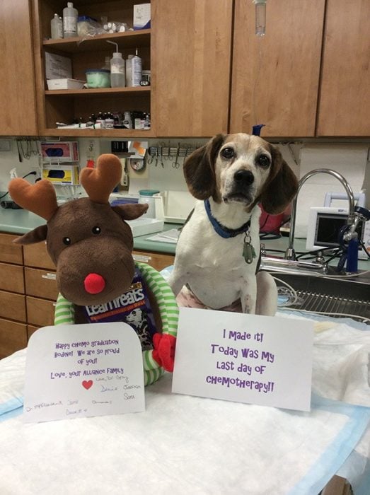 Perritos celebran que vencieron al cáncer