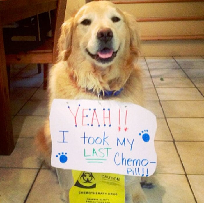 Perritos celebran que vencieron al cáncer