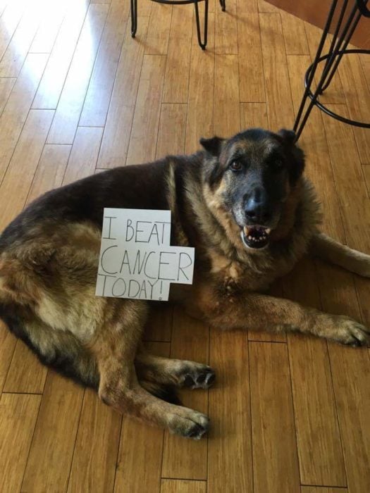 Perritos celebran que vencieron al cáncer