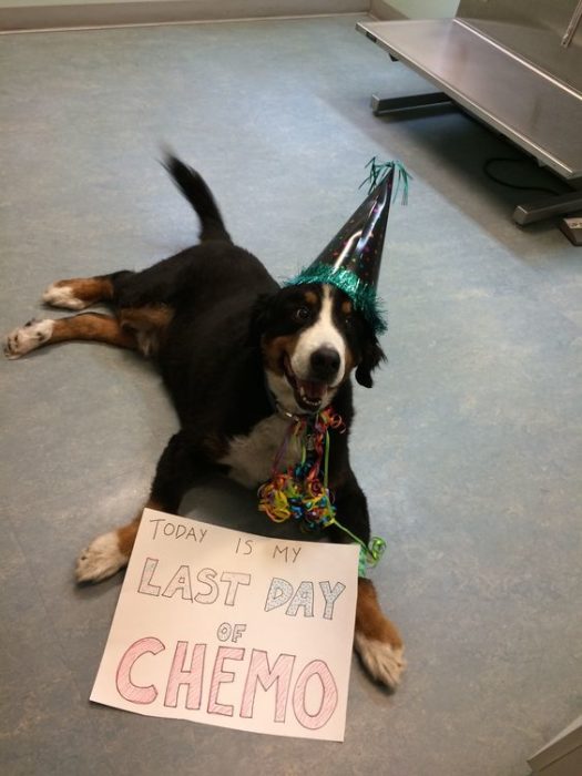 Perritos celebran que vencieron al cáncer