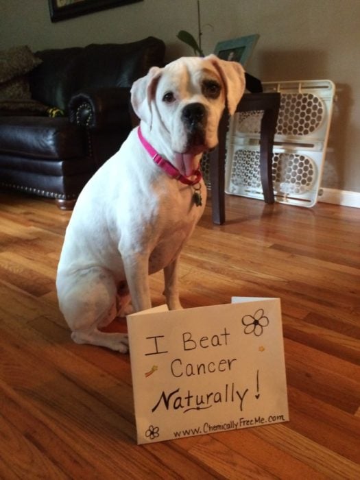 Perritos celebran que vencieron al cáncer