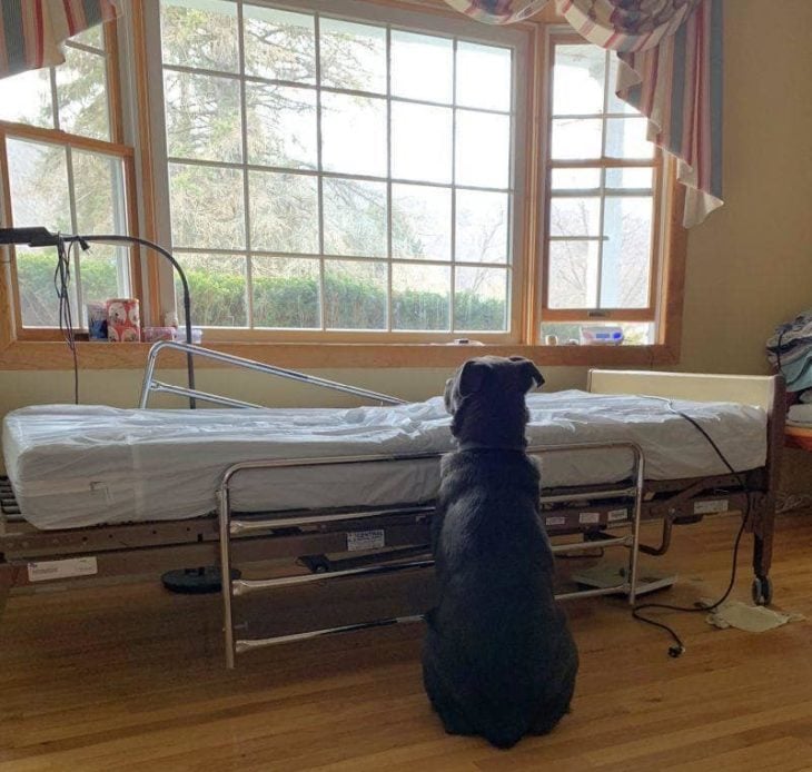 Perro espera a su dueño fallecido recreoviral
