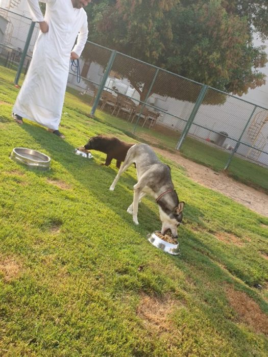 Restaurante da sobras de comida a perros callejeros recreoviral