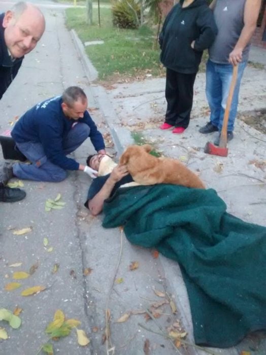 Perrito no abandona a su dueño accidentado