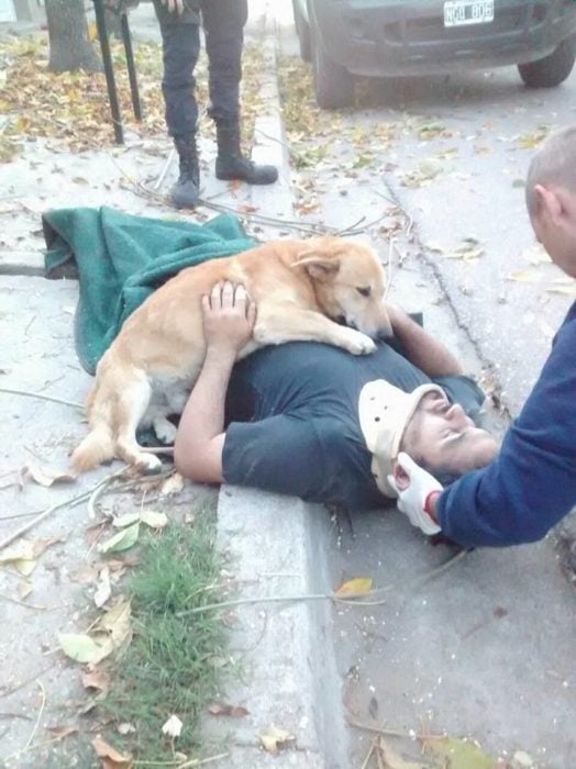 Perrito no abandona a su dueño accidentado