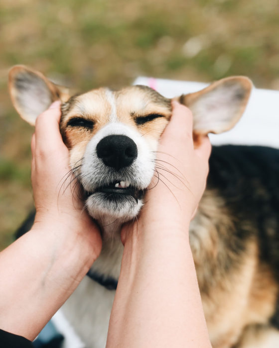 cora perrita corgie con un gran corazón