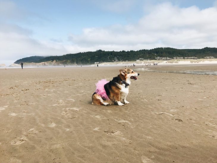 cora la perrita que sabe cuando alguien sufre