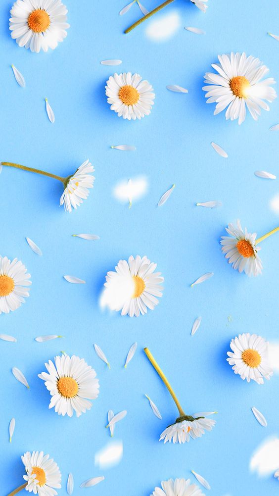 15 Coloridos fondos de pantalla con la belleza de las flores
