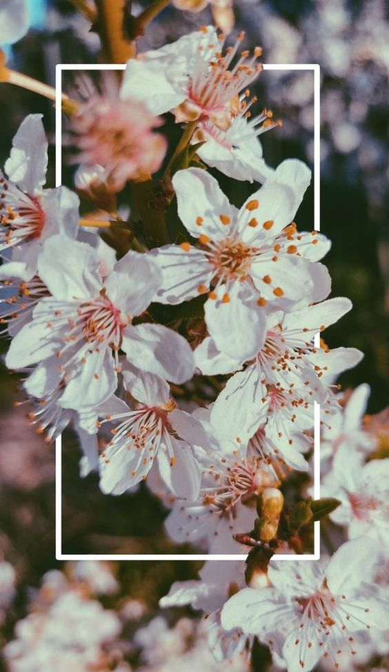 15 Coloridos fondos de pantalla con la belleza de las flores