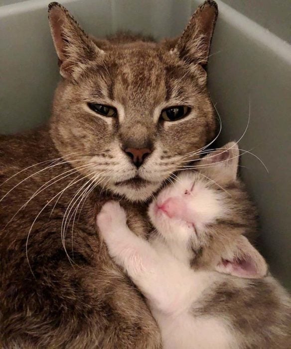 gata mamá y gatitos 