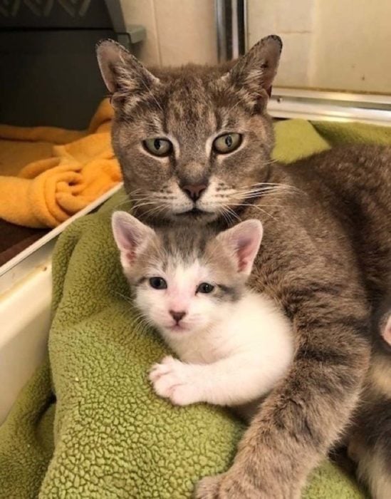 gata y su gatito 