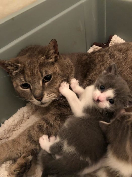 señora gata con dos cachorros 