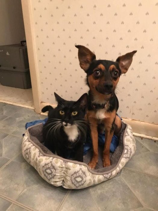 chihuahua y gatito 