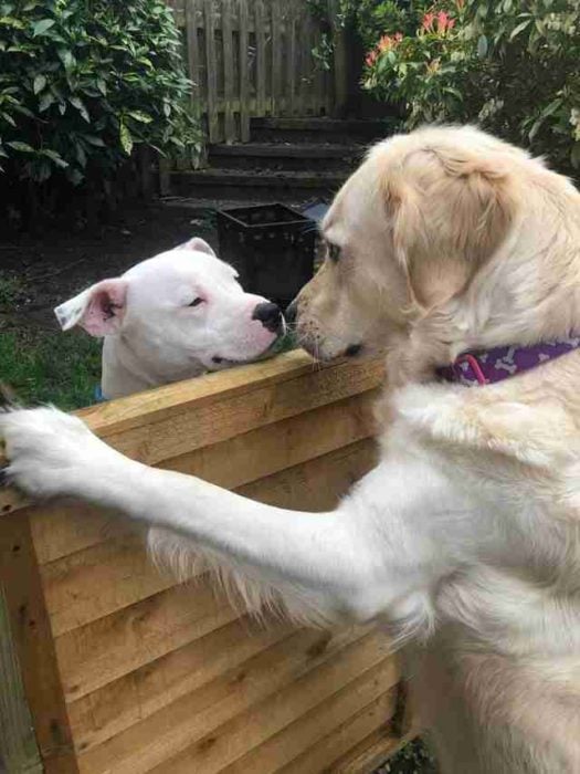 perritos vecinos enamorados