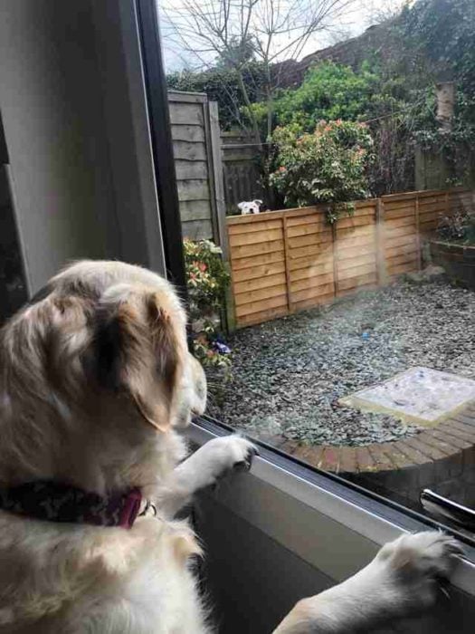 perritos vecinos se enamoran