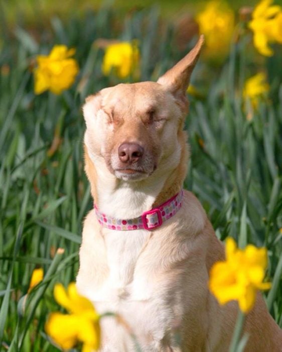 Maggie con flores 