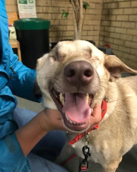 perrita sonriendo 