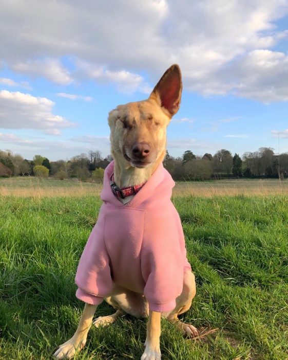 perrito con sudadera 